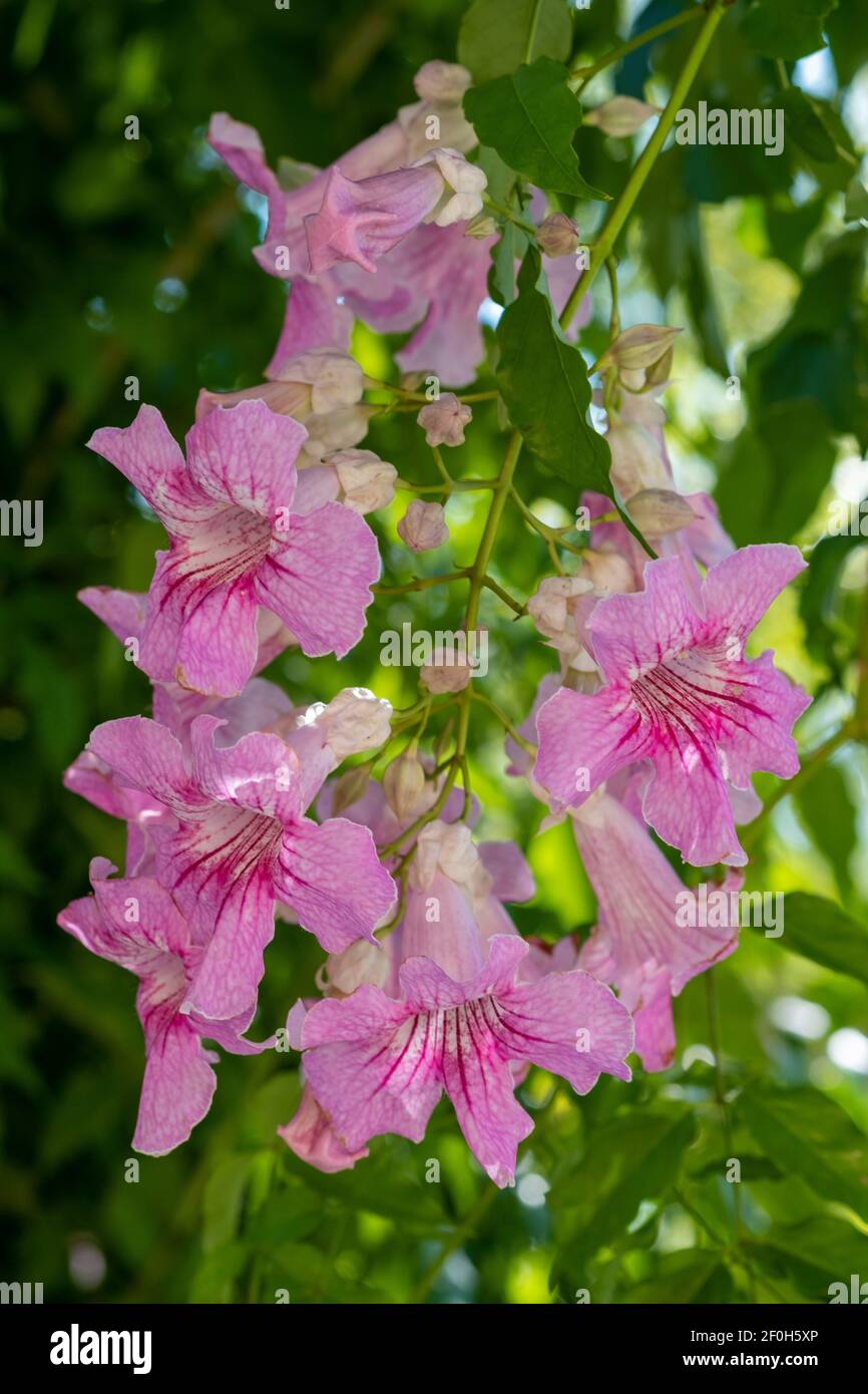 Podranea ricasolina, Pink Trumpet Vine Stock Photo Alamy