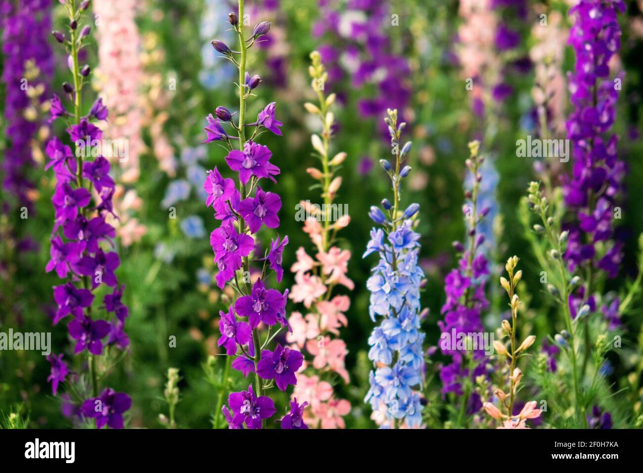 Candle larkspur delphinium elatum hi-res stock photography and images ...
