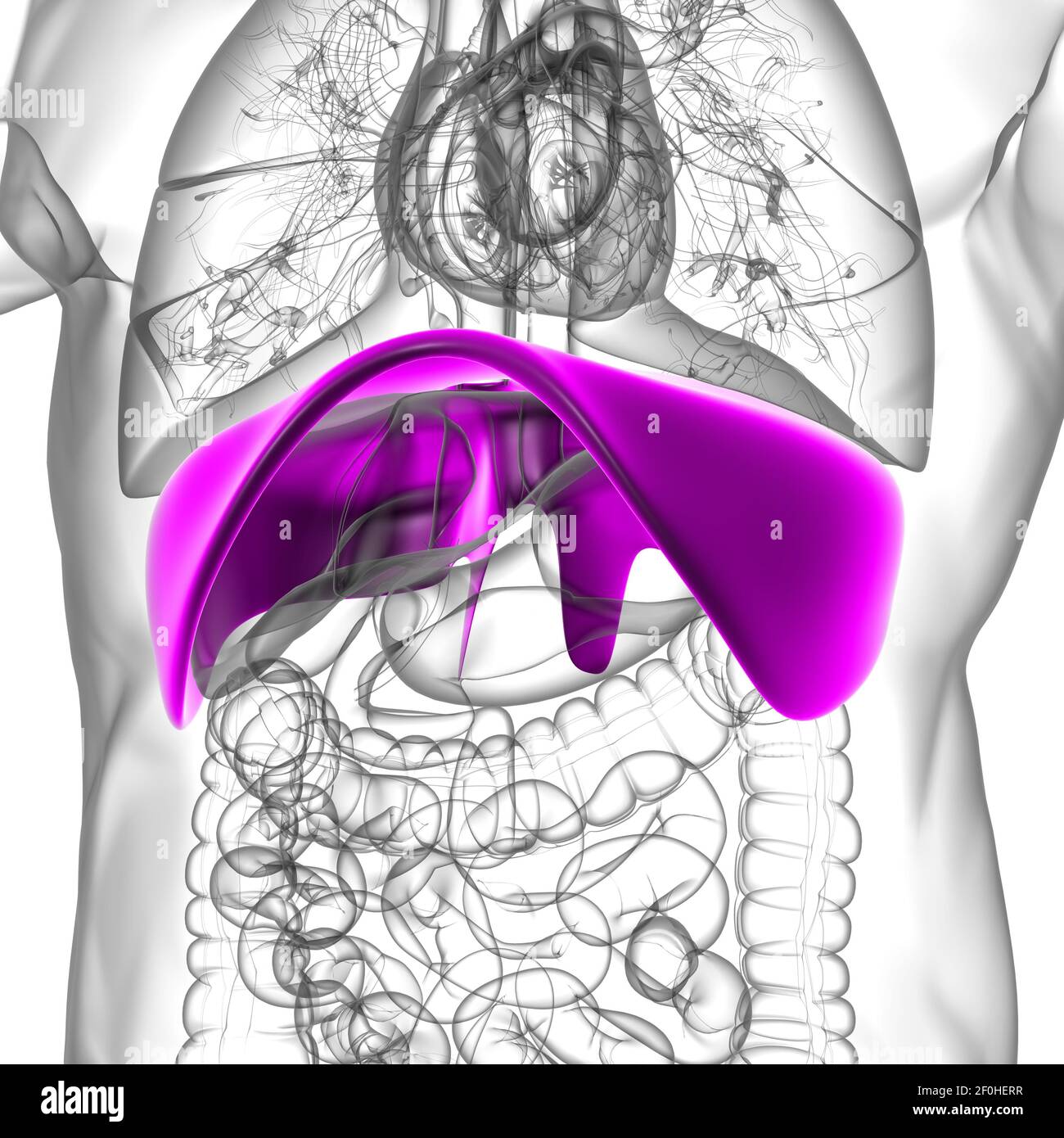 Diaphragm Human Respiratory System Anatomy For Medical Concept 3D ...