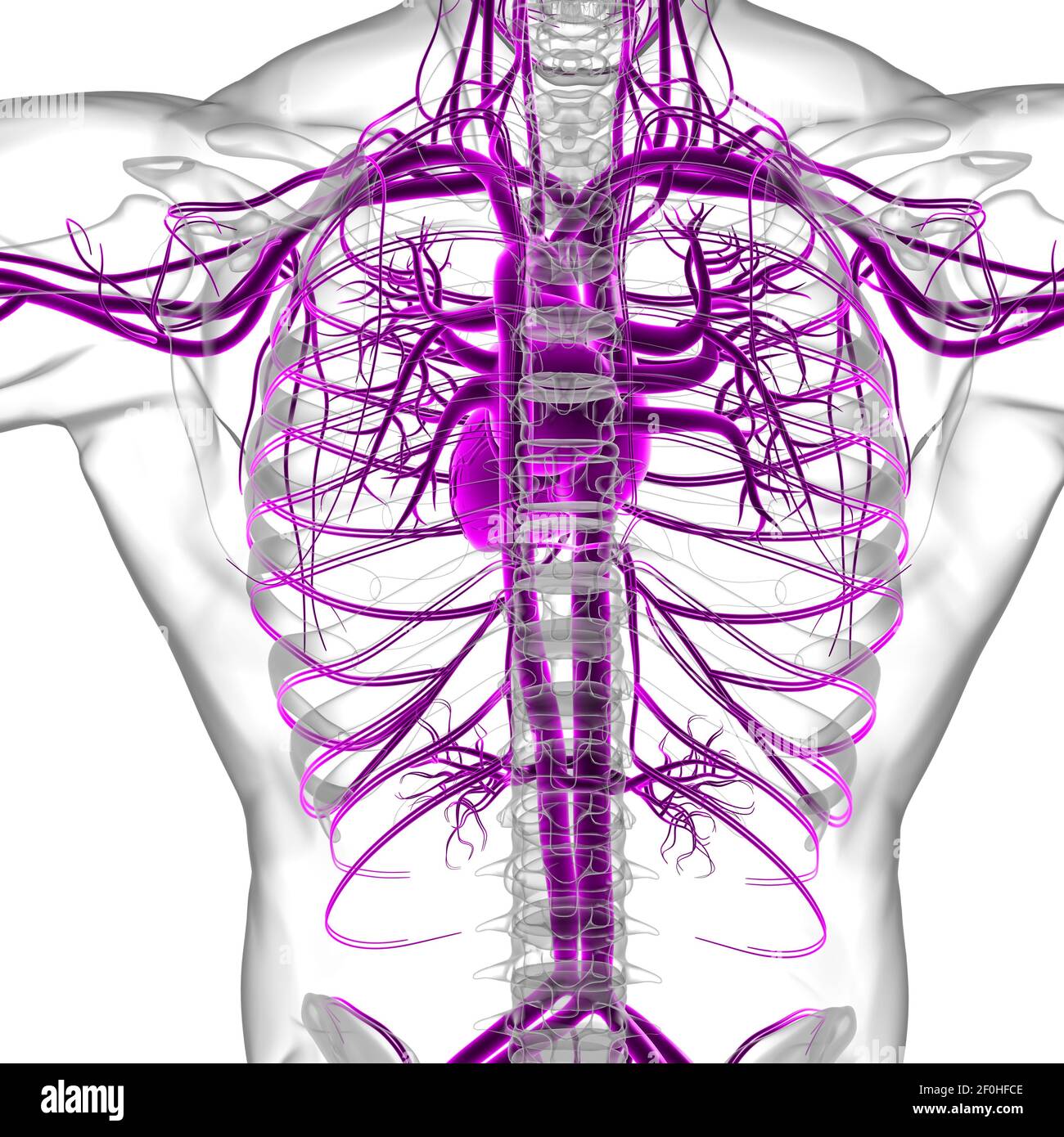 Human Heart With Circulatory System Anatomy For Medical Concept 3D ...