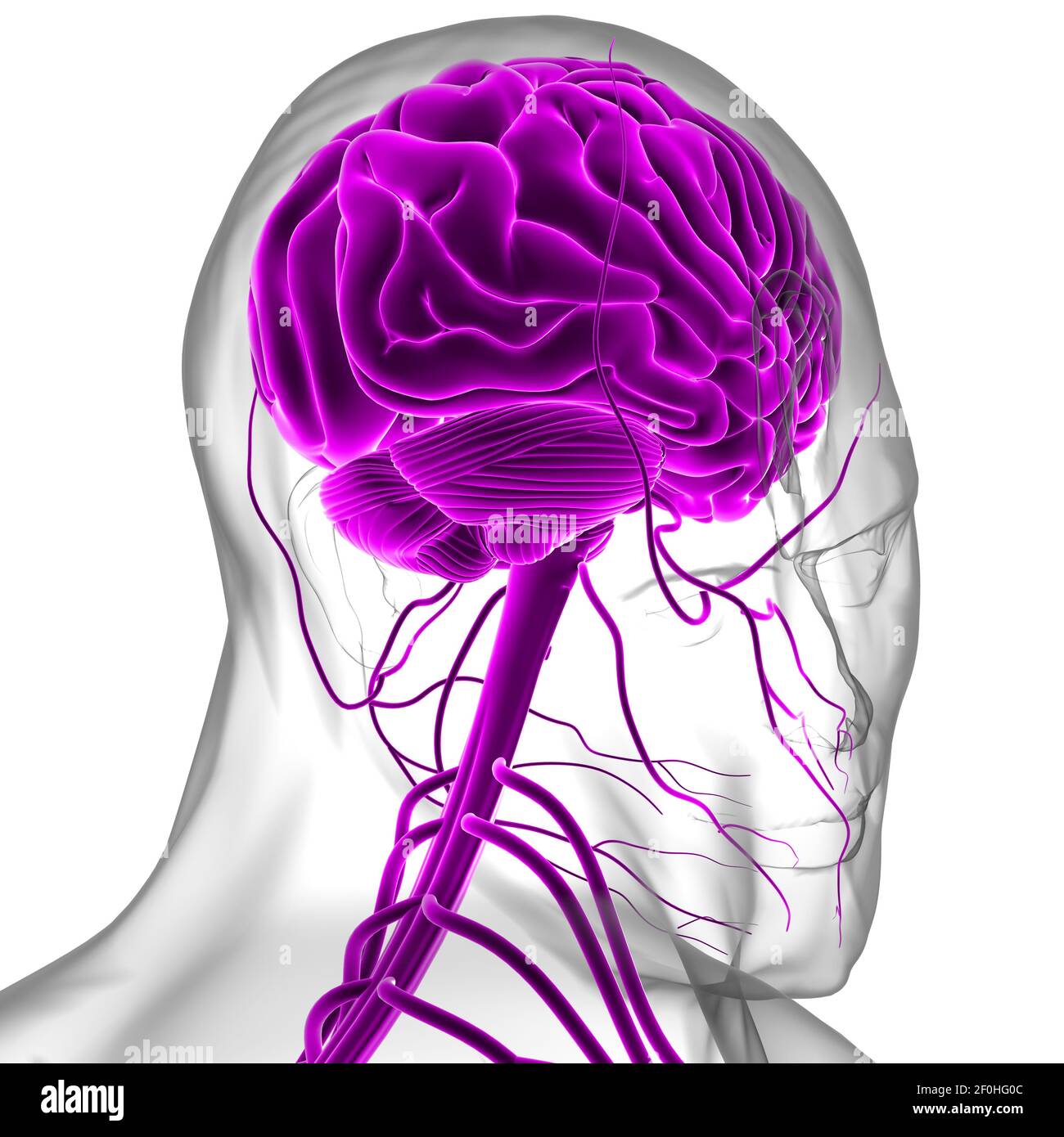 Human Brain Anatomy For Medical Concept 3D Illustration Stock Photo - Alamy