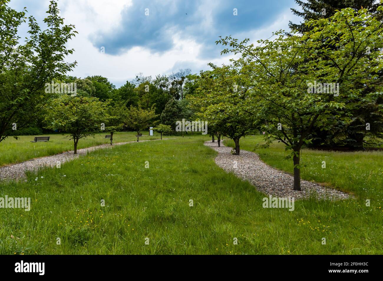 Rows of cherry trees in square in park at cloudy day Stock Photo - Alamy