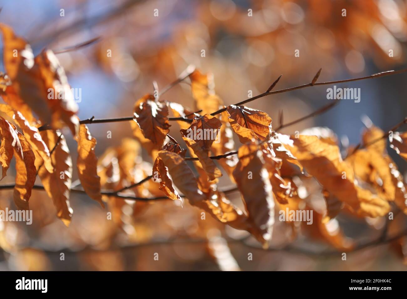 Autumn leaves in the forest Stock Photo - Alamy