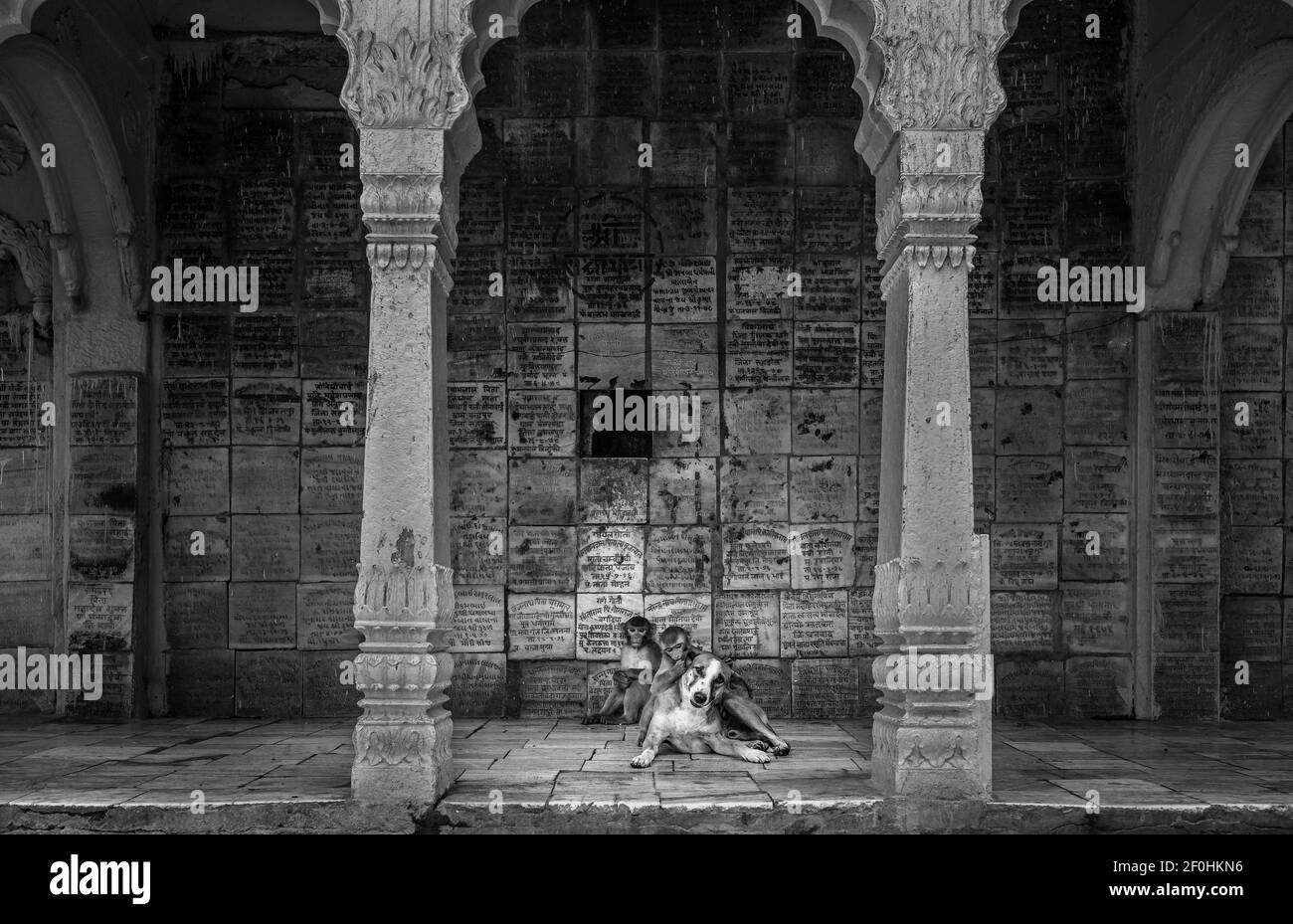 Mathura Inscriptions Young monkeys groom dog sitting on floor of Hindu temple covered in ...