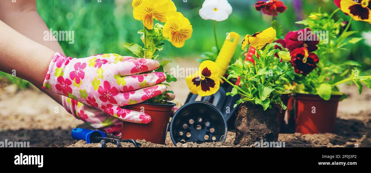 The gardener is planting flowers in the garden. Selective focus Stock ...