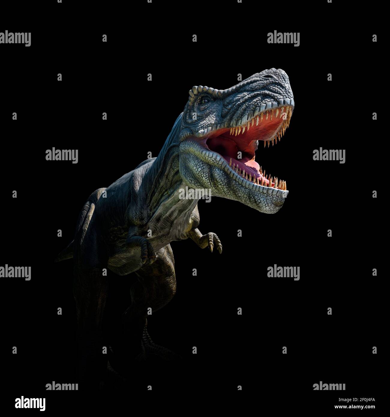 Closeup view of an angry T-Rex dinosaur figurine on black background. Monstrous animal with open mouth and sharp teeth Stock Photo
