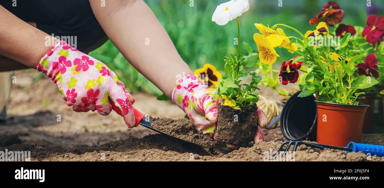 The gardener is planting flowers in the garden. Selective focus Stock ...