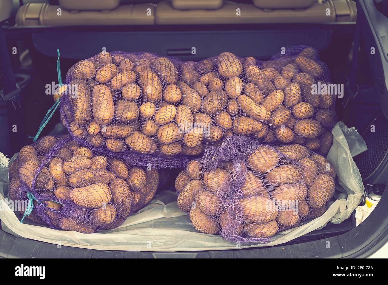 loaded car carries on the trunk bags of potatoes. trunk of a car filled with potatoes. toned Stock Photo