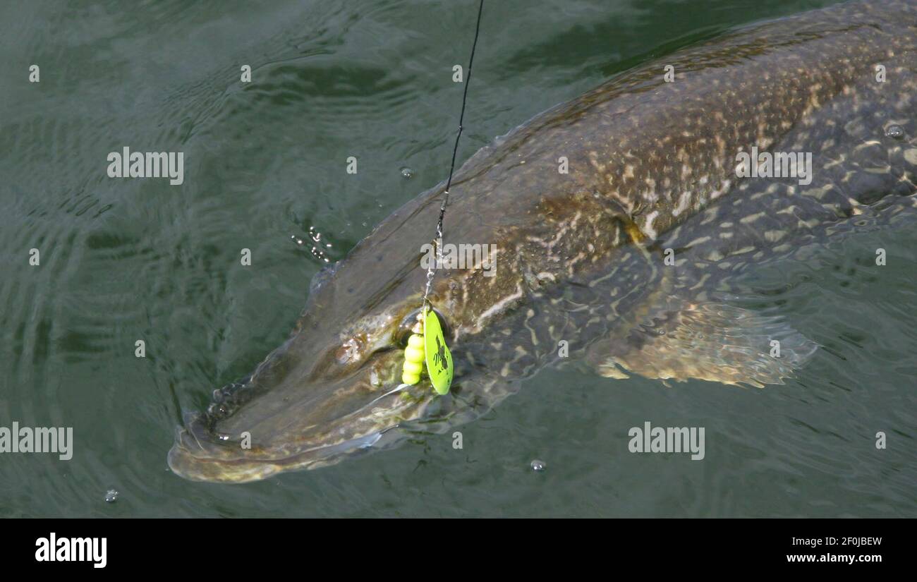 Northern pike will hit a variety of lures. This is one of dozens