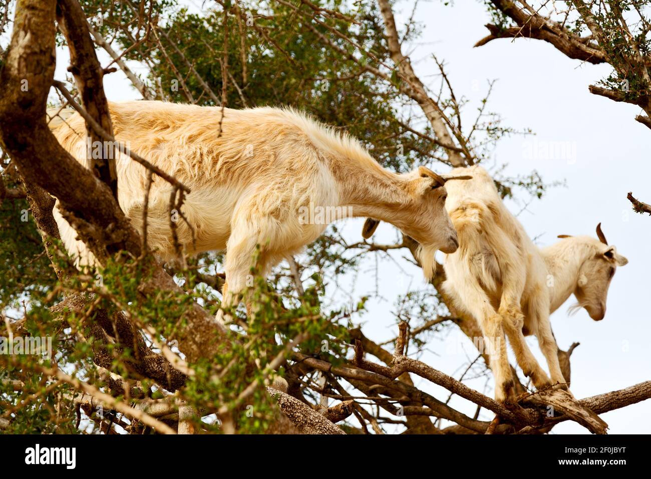 Goat in a tree Stock Photo Alamy