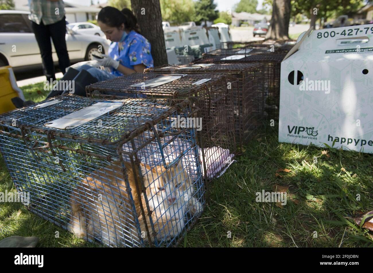 Sacramento County Animal Control officers and volunteers loaded cats ...