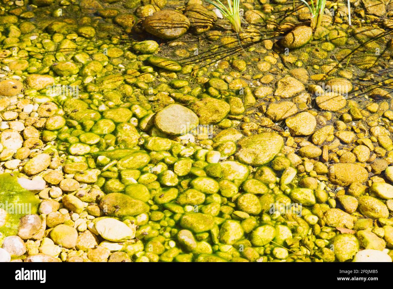 In oman  old river and  stone Stock Photo
