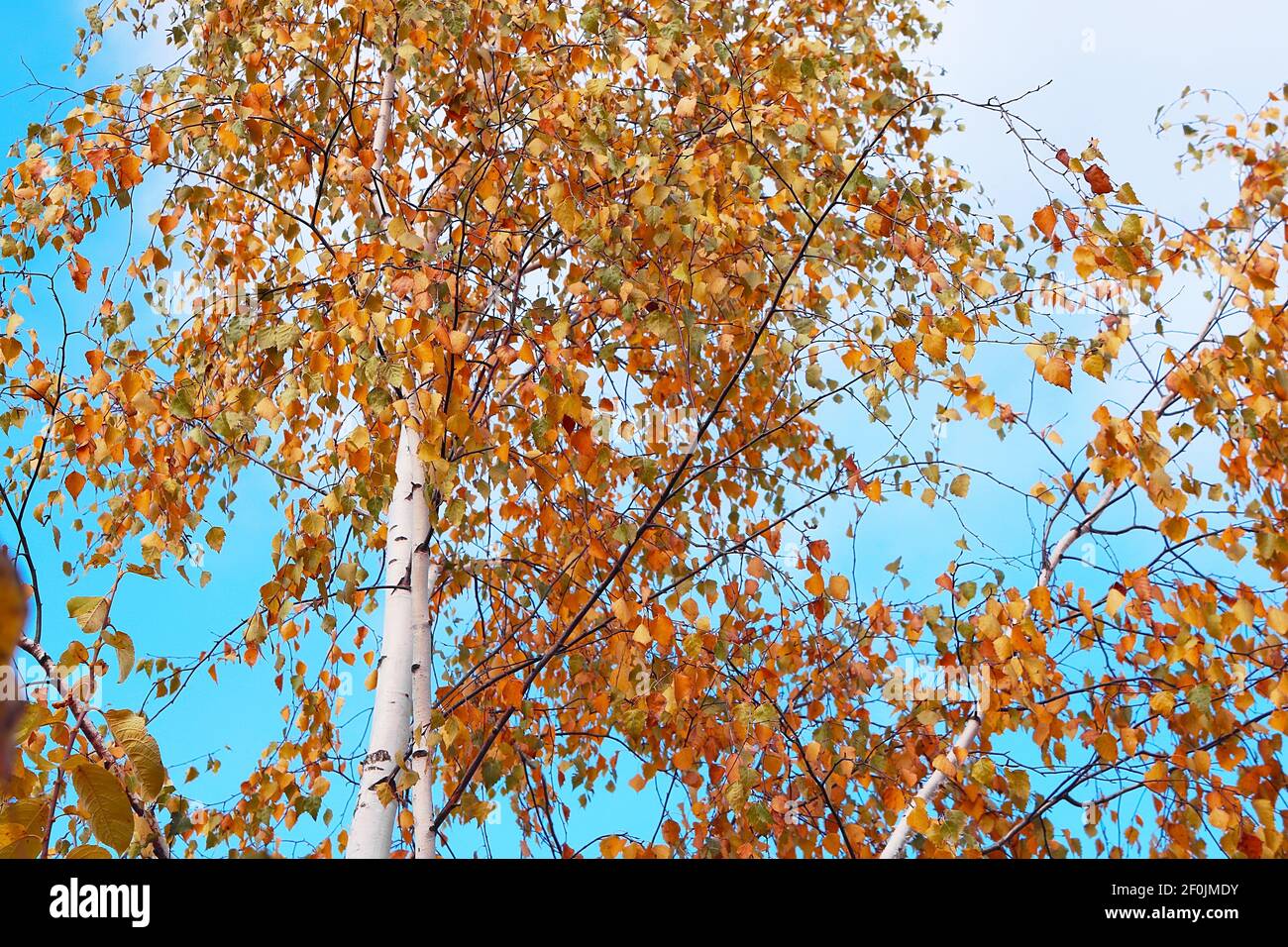 Birch with red autumn foliage over blue sky Stock Photo