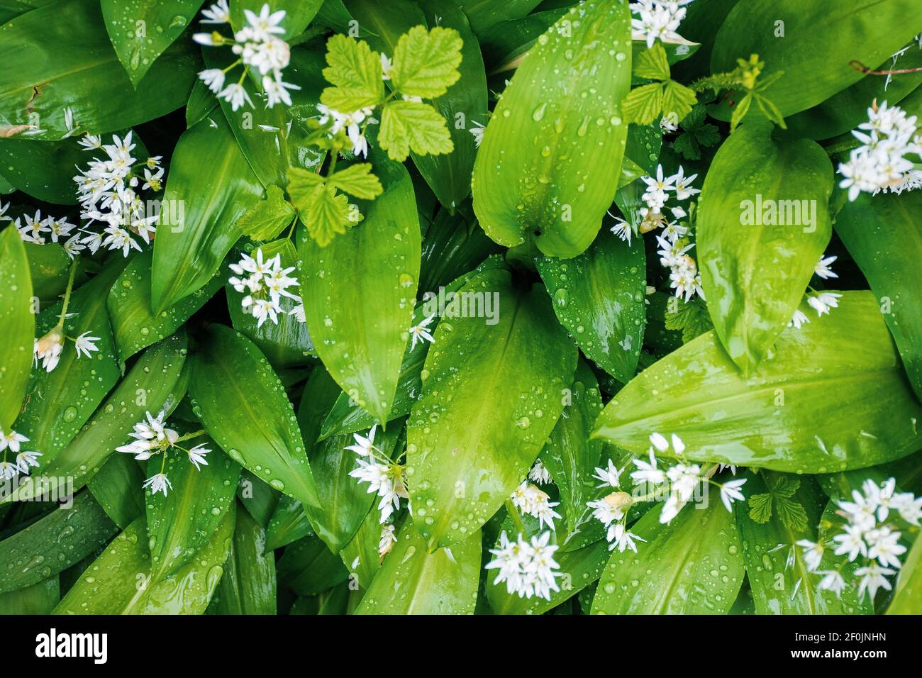 wild garlic blossom in dew drops. green nature background view from the top. leaves of wood garlic plant are used as salad, herb, in soup or for pesto Stock Photo