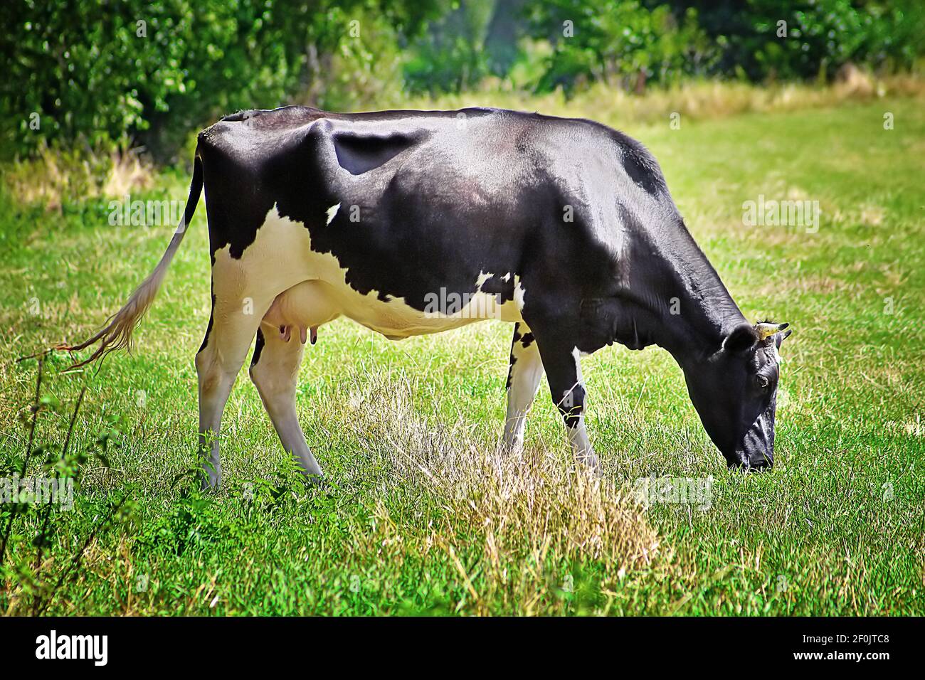 Black and white cow grazes in a meadow with green grass Stock Photo - Alamy