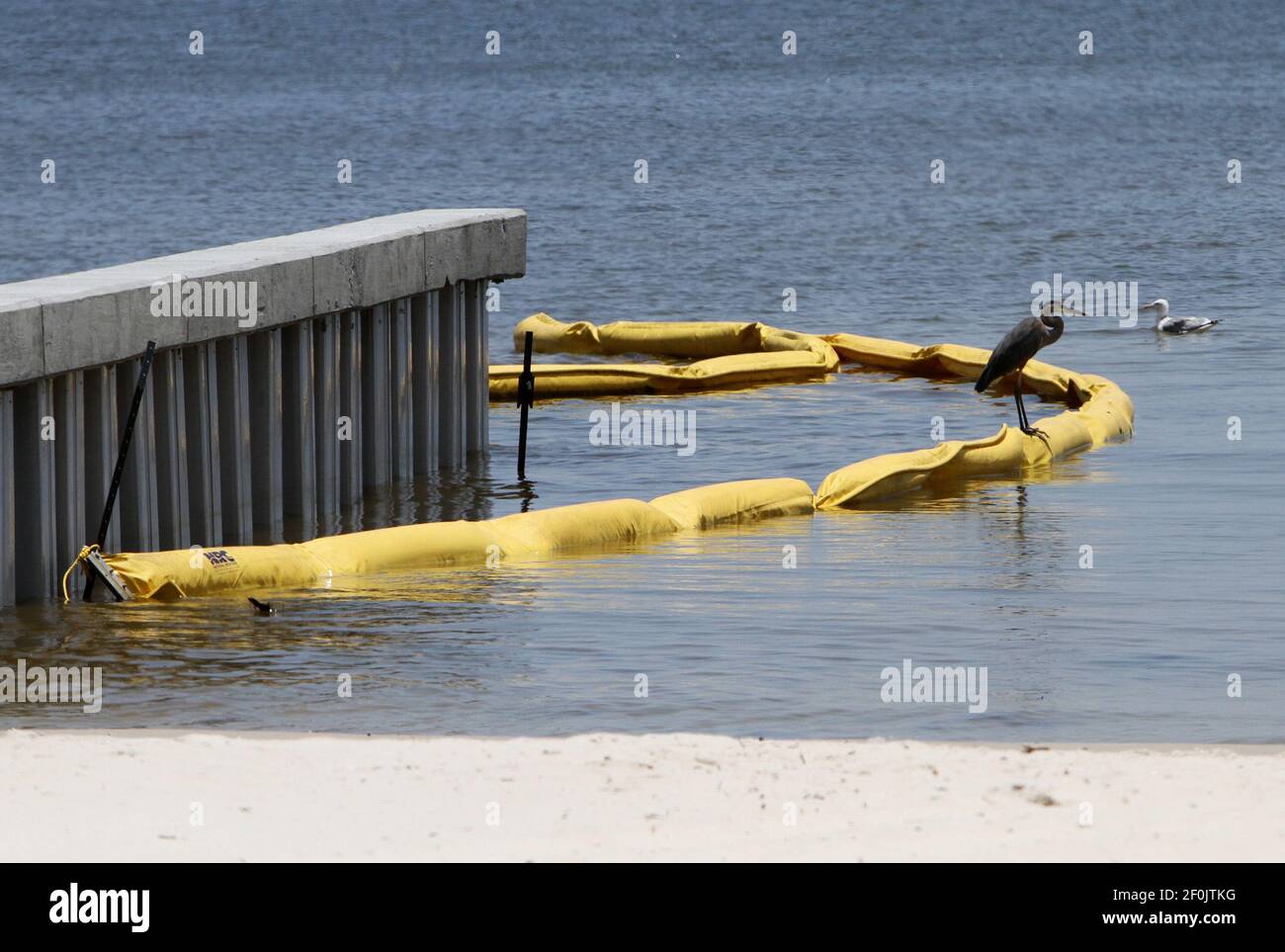 A blue heron and seagull with an oil boom off the beach in Waveland ...