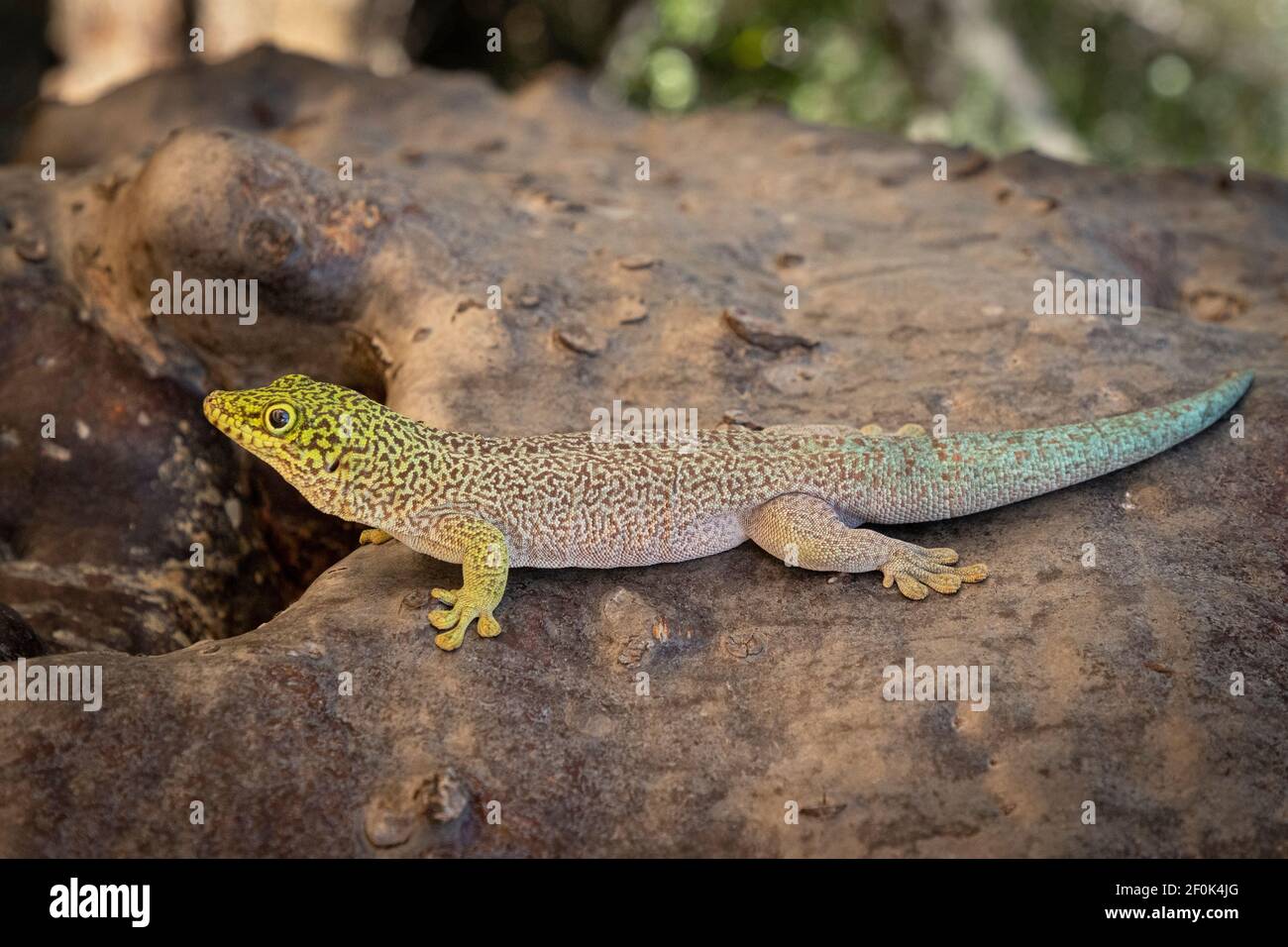 Male Standing day gecko - Phelsuma Standing - treatened gecko in southwest Madagascar on baobab at the national reserve Parc Kirindy Mitea Stock Photo
