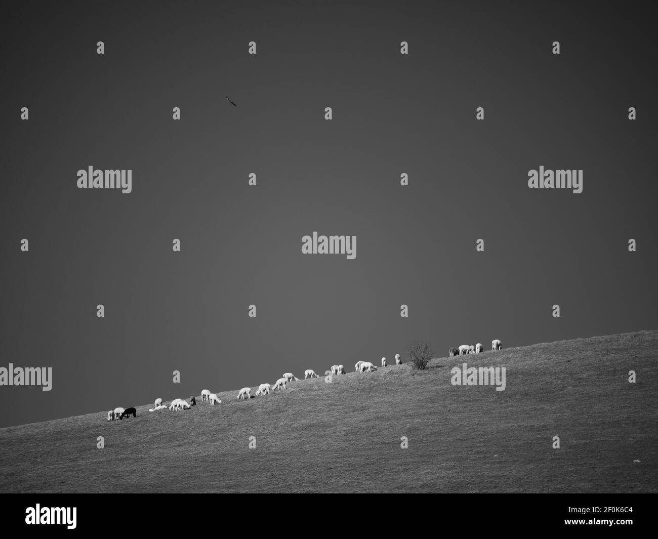 Chiltern Hills Black and White Landscape with Lamas, Mapledurham, Oxfordshire, England, UK, GB. Stock Photo