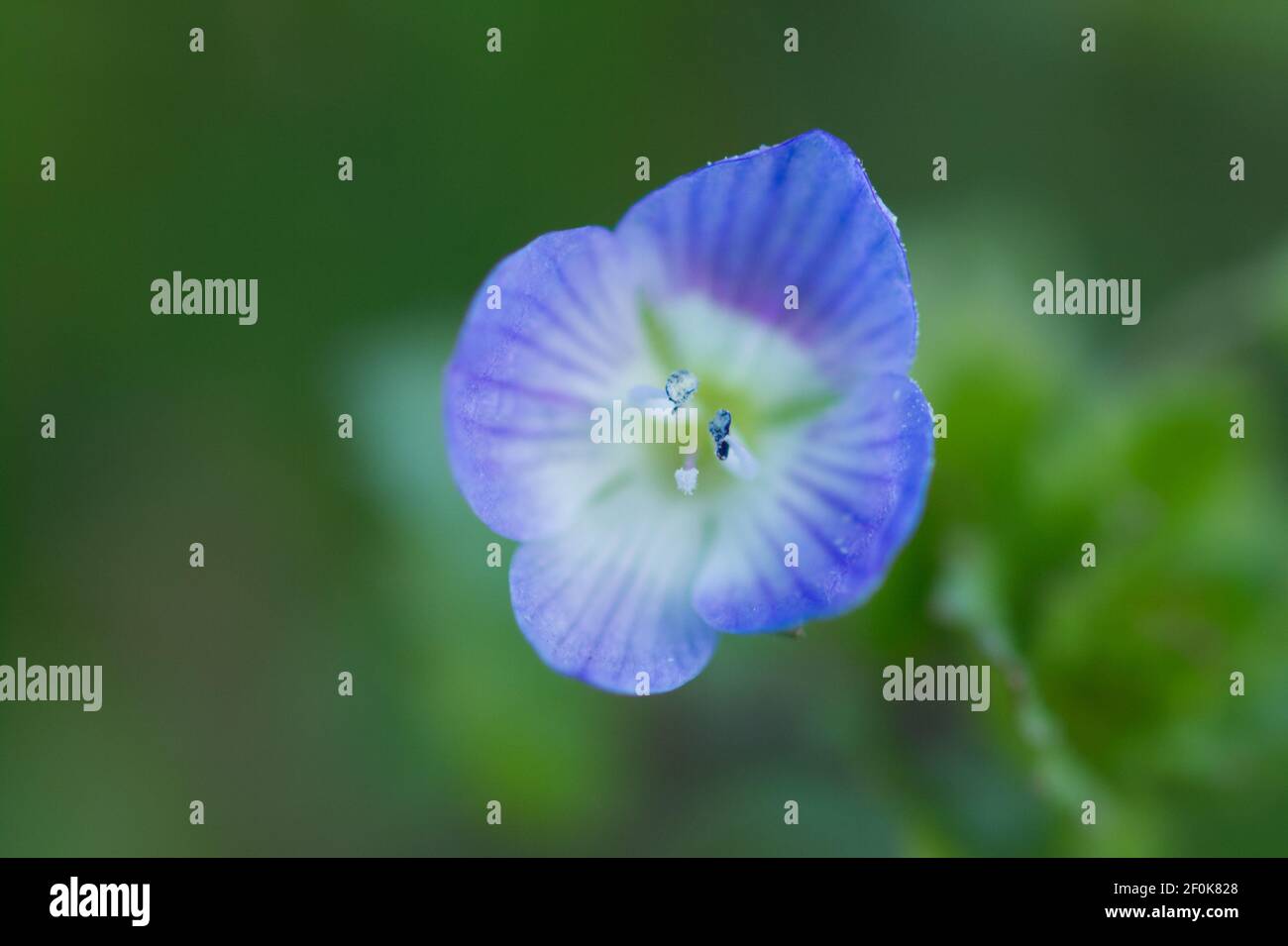 Veronica, or speedwell, macro shot of flower Stock Photo