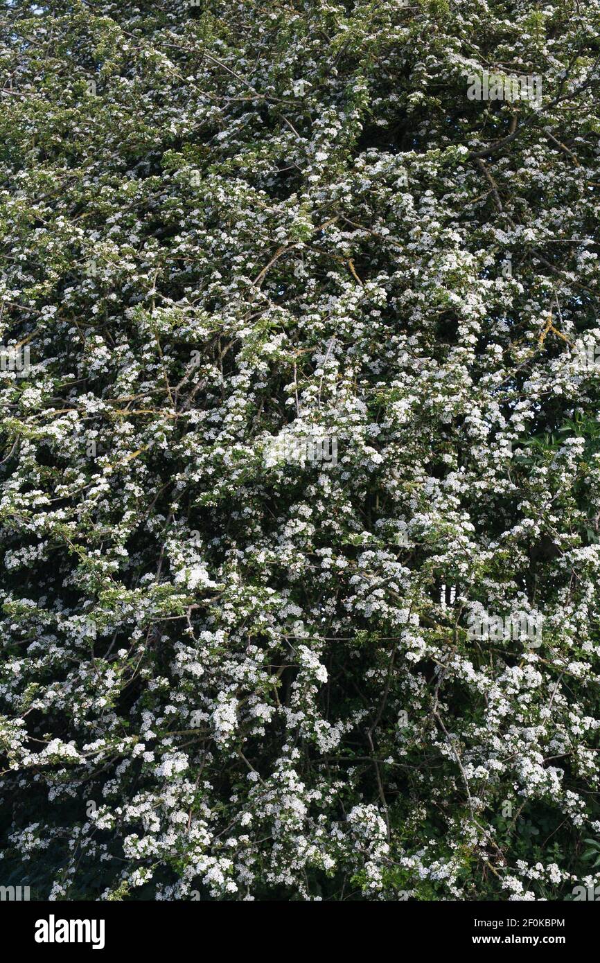 Crataegus monogyna blossom. Hawthorn blossom in Spring. Stock Photo