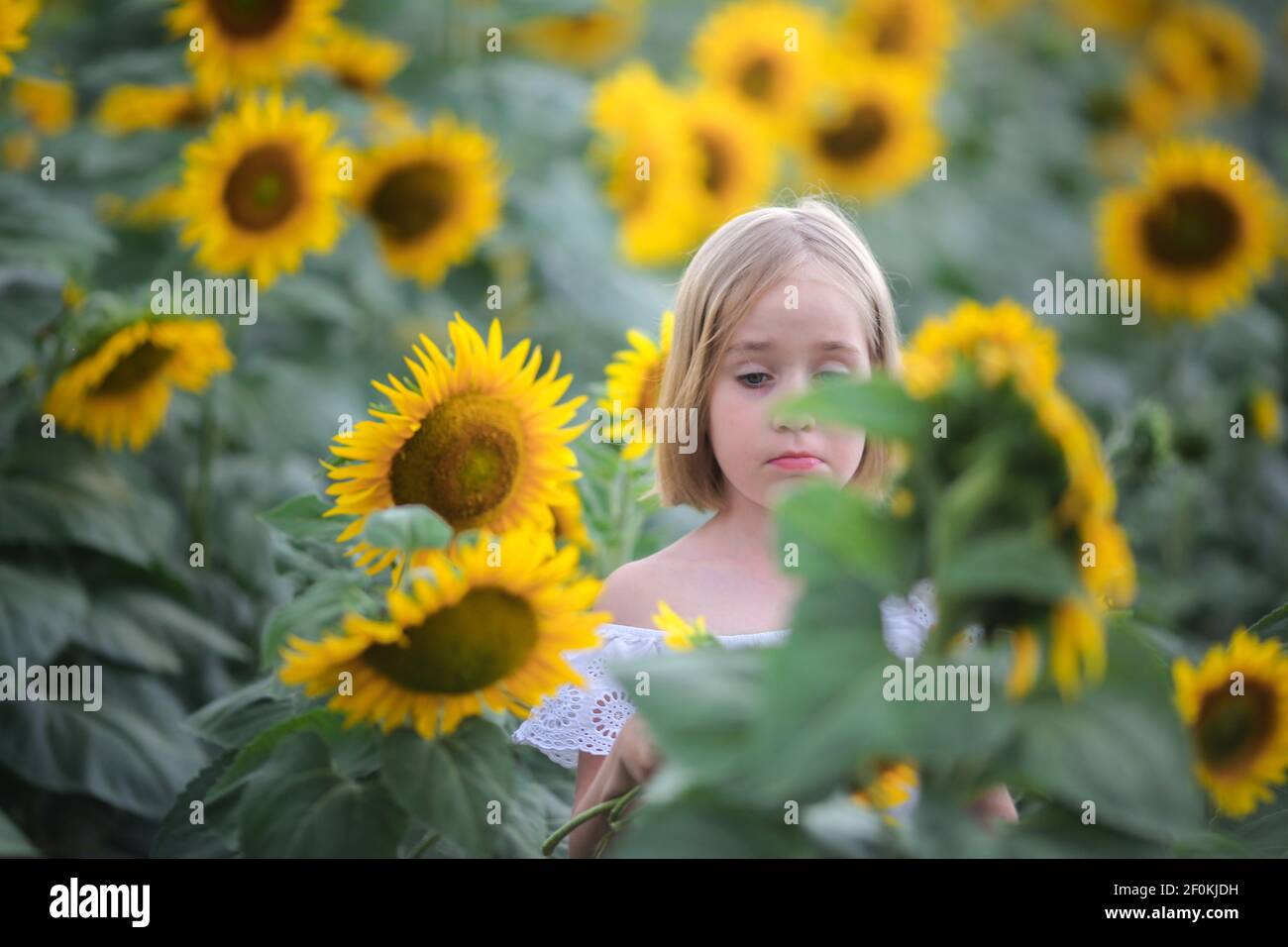 Beautiful little girl in white dress in a summer sunflower colorful ...