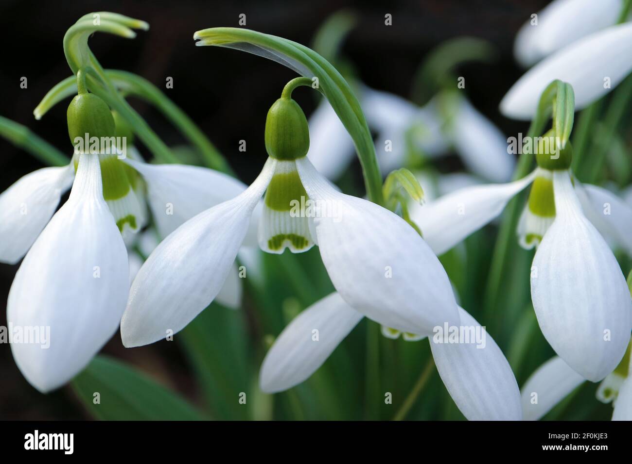 White snowdrops with delicate petals and green leaves in the garden, first snowdrops macro, spring flowers, beauty in nature, floral photo, macro phot Stock Photo