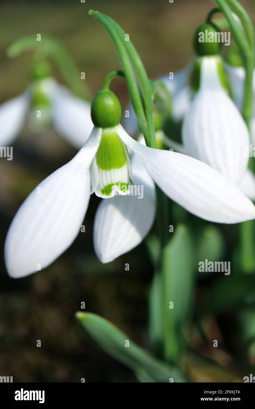 White snowdrops with delicate petals and green leaves in the garden, first snowdrops macro, spring flowers, beauty in nature, floral photo, macro phot Stock Photo