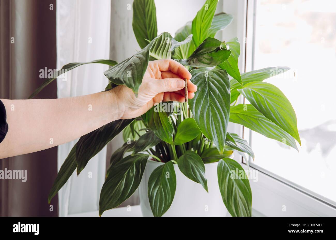 Using slow-release houseplant fertilizer stick spike at spring. Spathiphyllum are commonly known as spath or peace lilies. Hand holding fertilizer sti Stock Photo