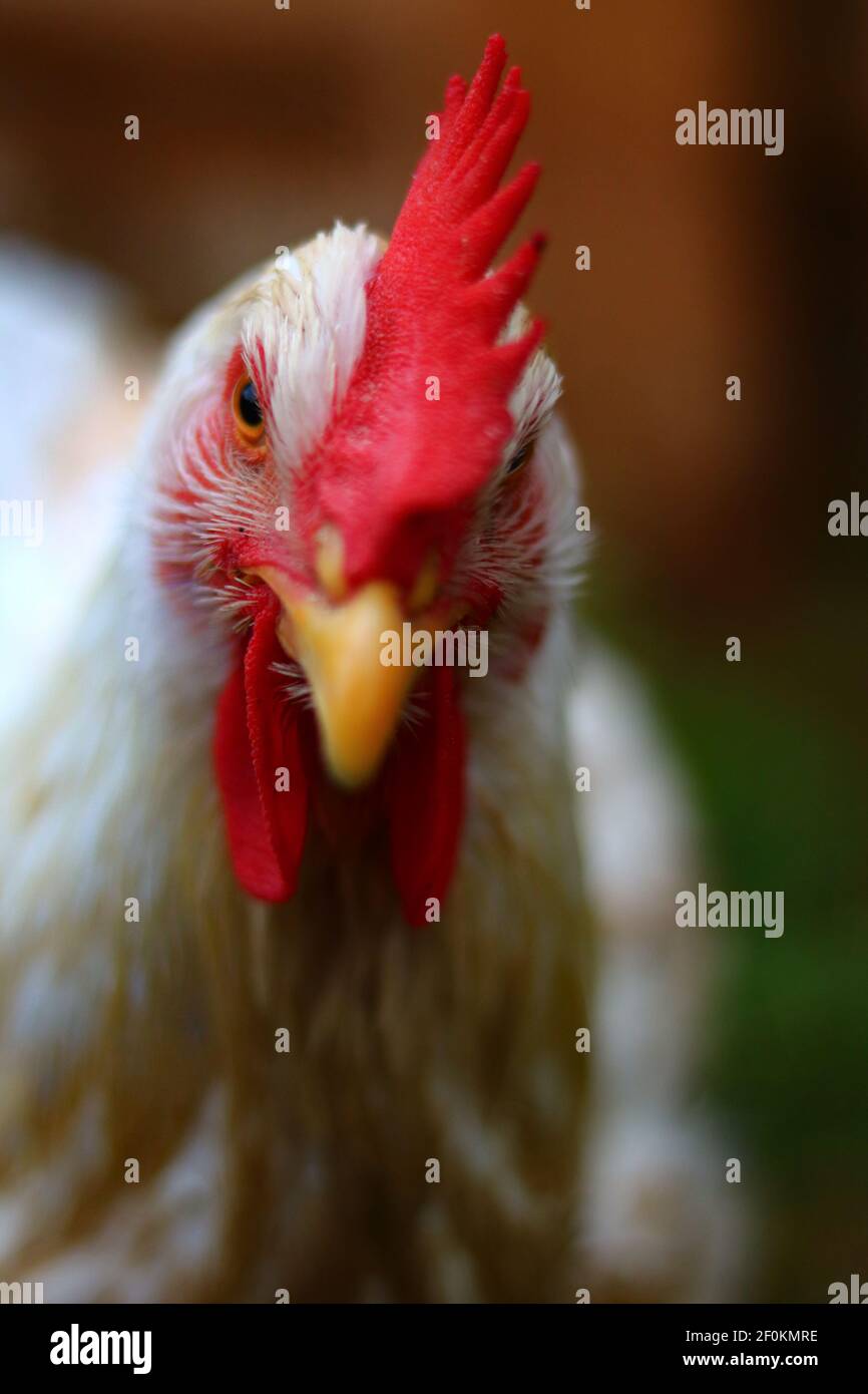 Cornish cross hen Stock Photo