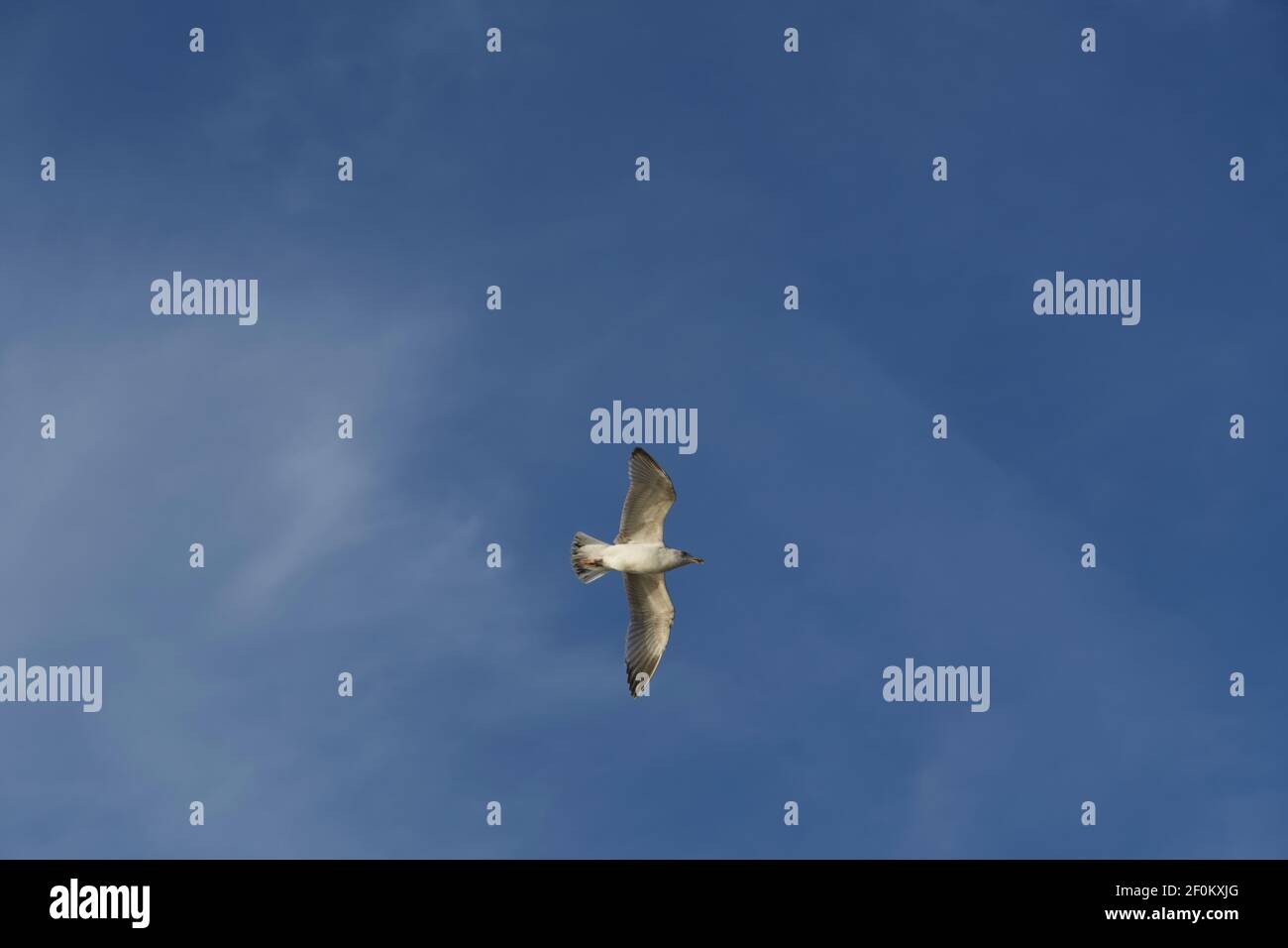 Seagull flying freely in the sky. Stock Photo