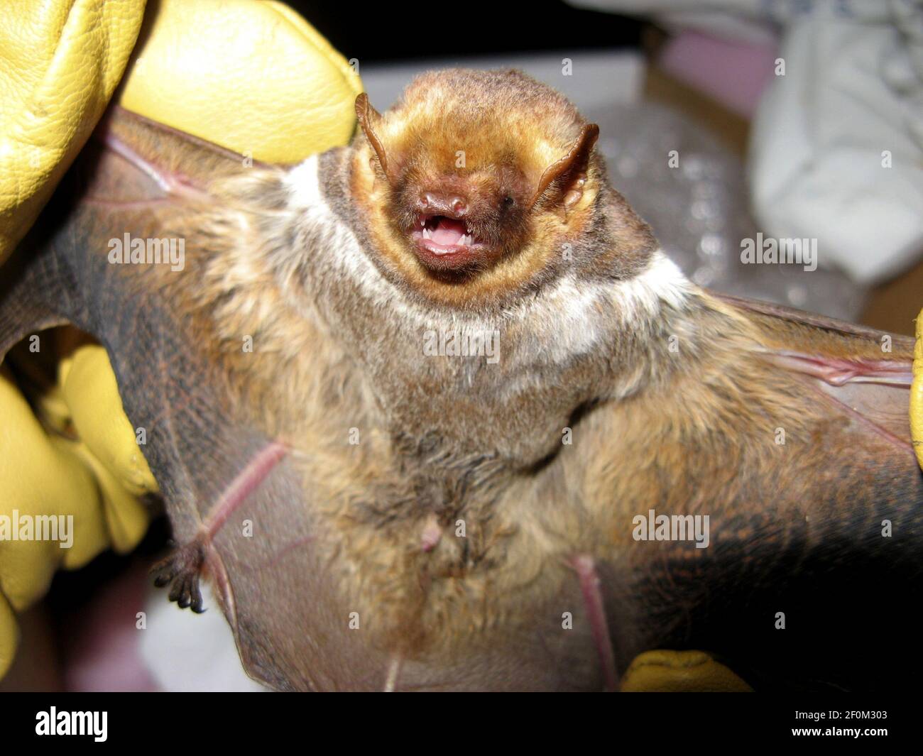 A Seminole bat is examined. Scientists are studying bats in the
