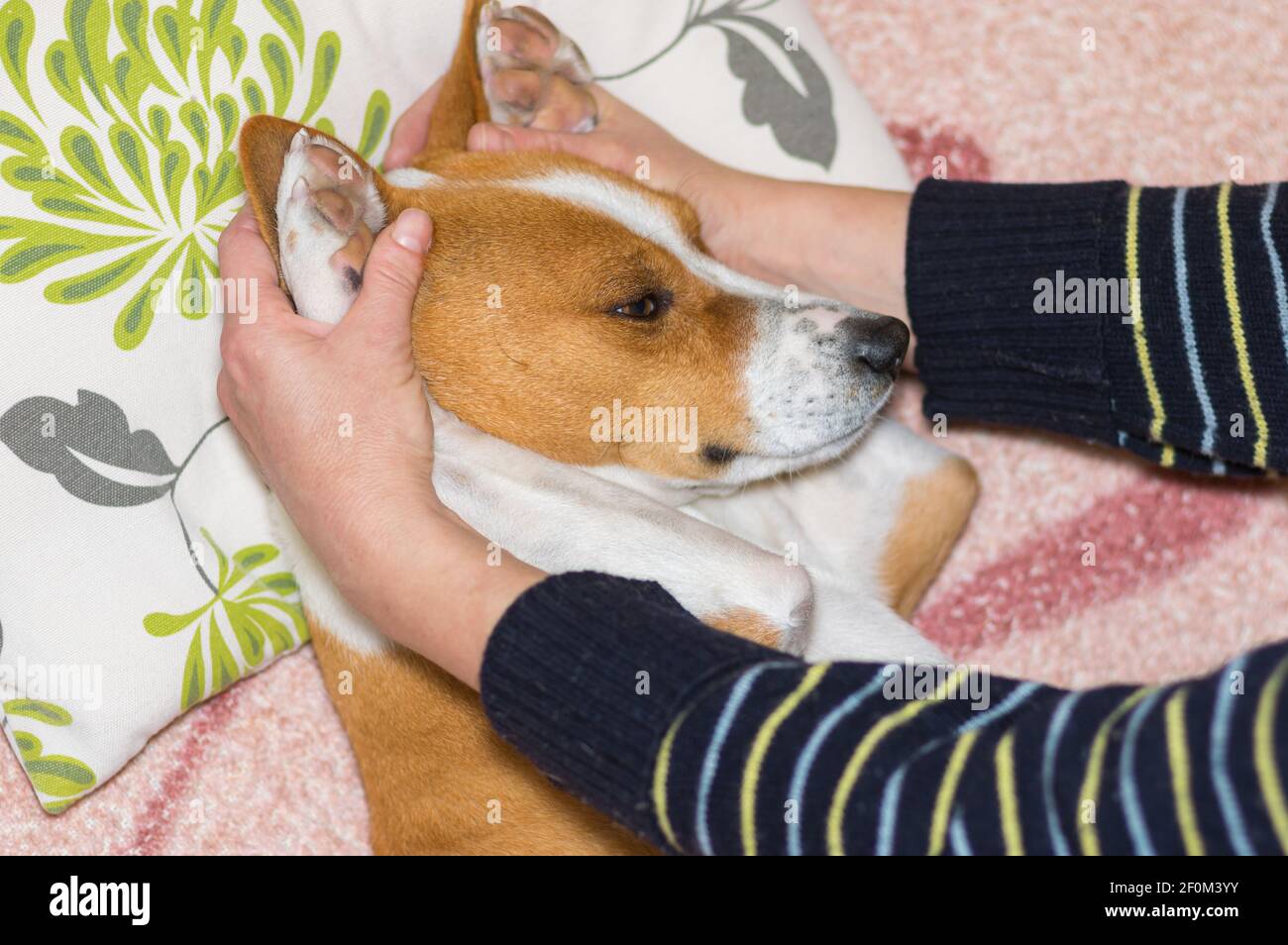 Female master lulling drowsy Basenji dog with hands while the dog lying