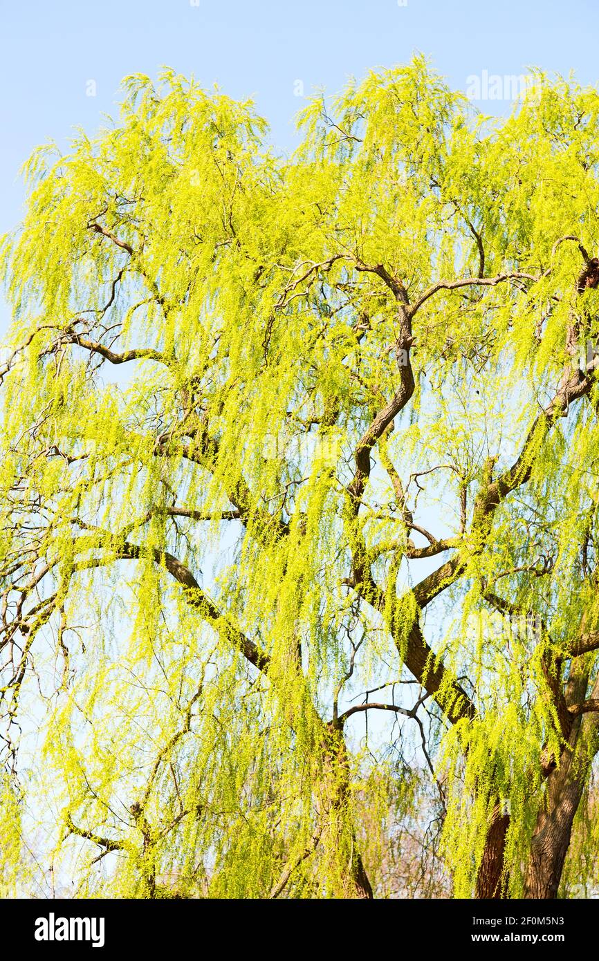 Branches of willow weeping Stock Photo - Alamy