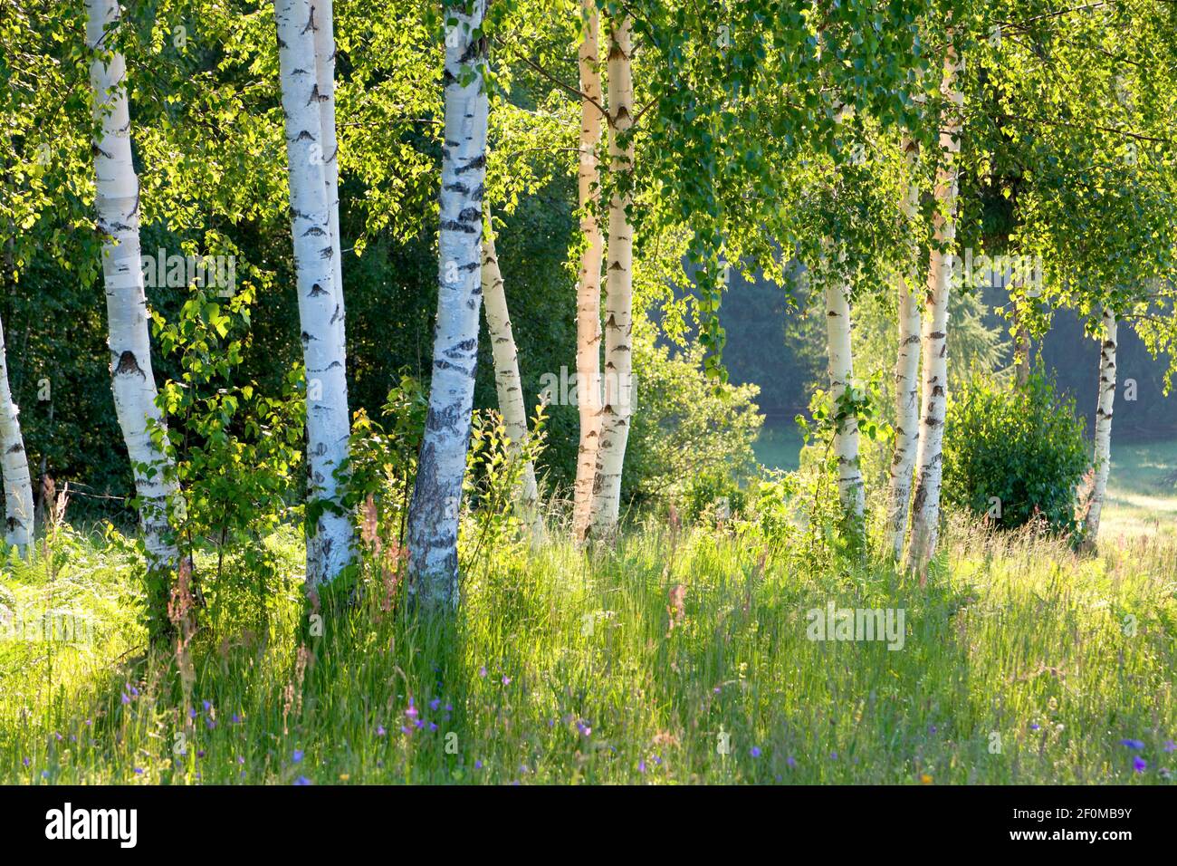 Birch trees in summer. Ukraine, Carpathians Stock Photo Alamy
