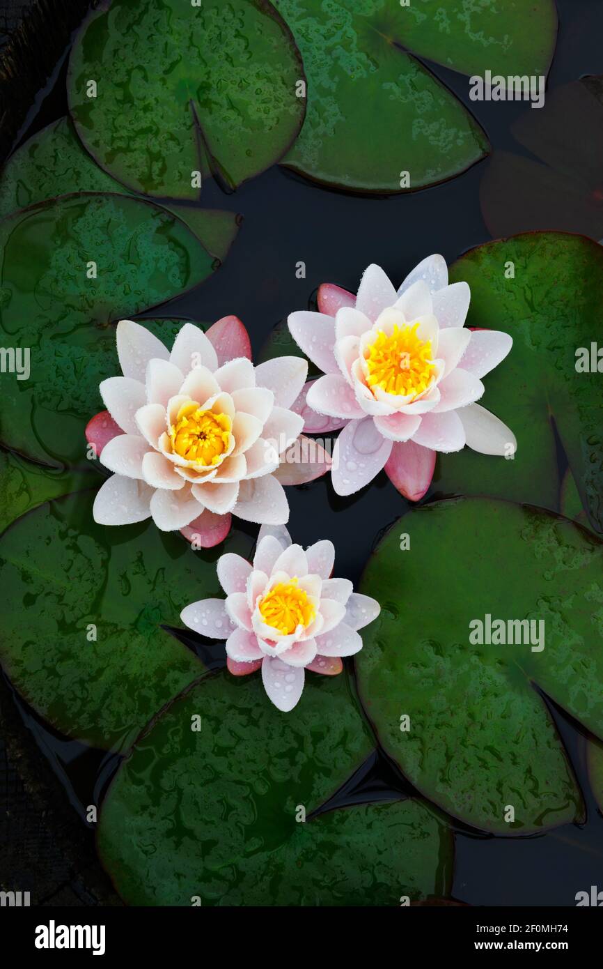 Nymphaea Marliacea Rosea, Water lily, pale pink flowers. Suitable for shallower ponds. This one is growing in a half barrel used as small garden pond. Stock Photo