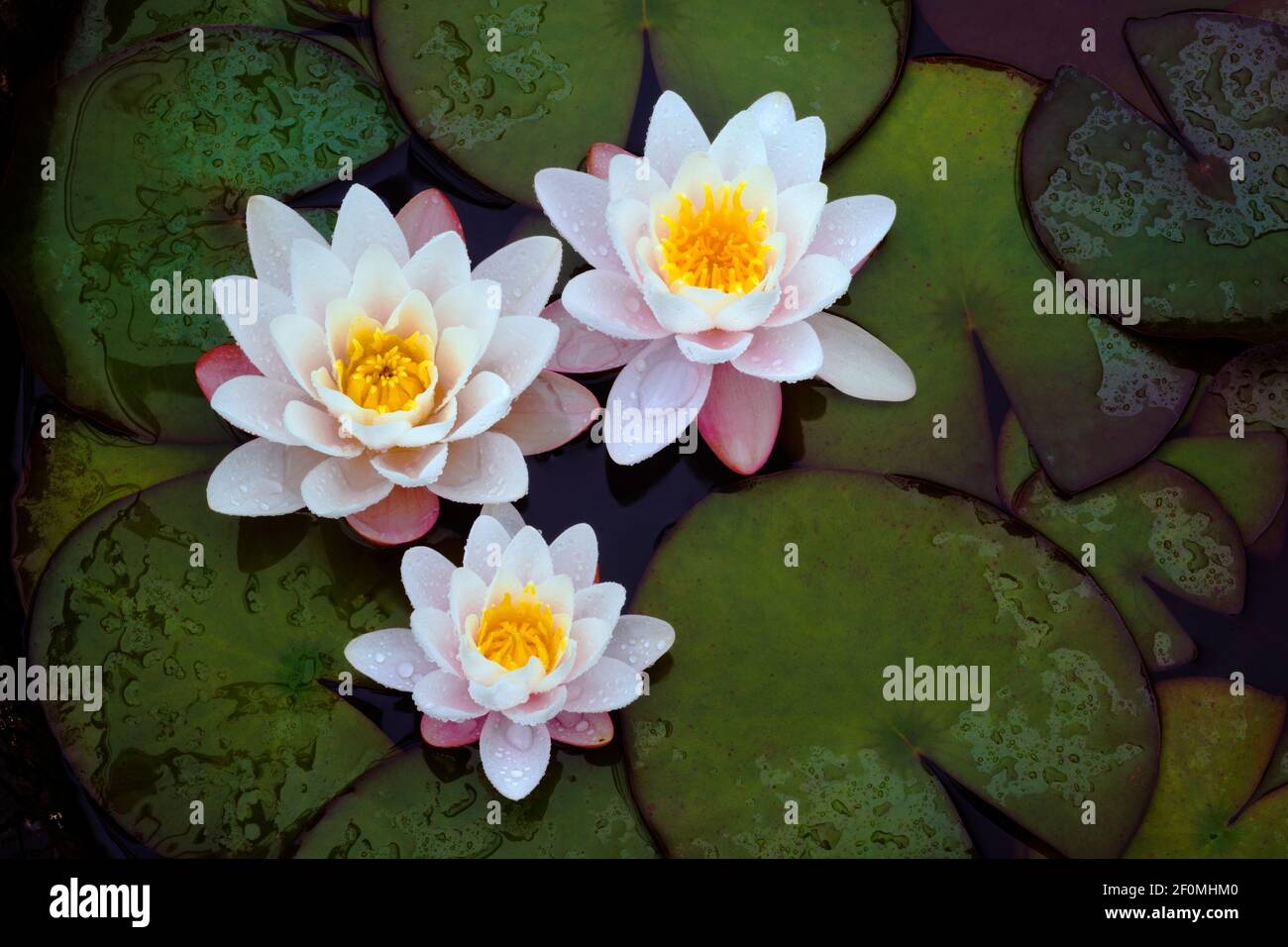 Small water lily pond in ornamental hi-res stock photography and images -  Alamy