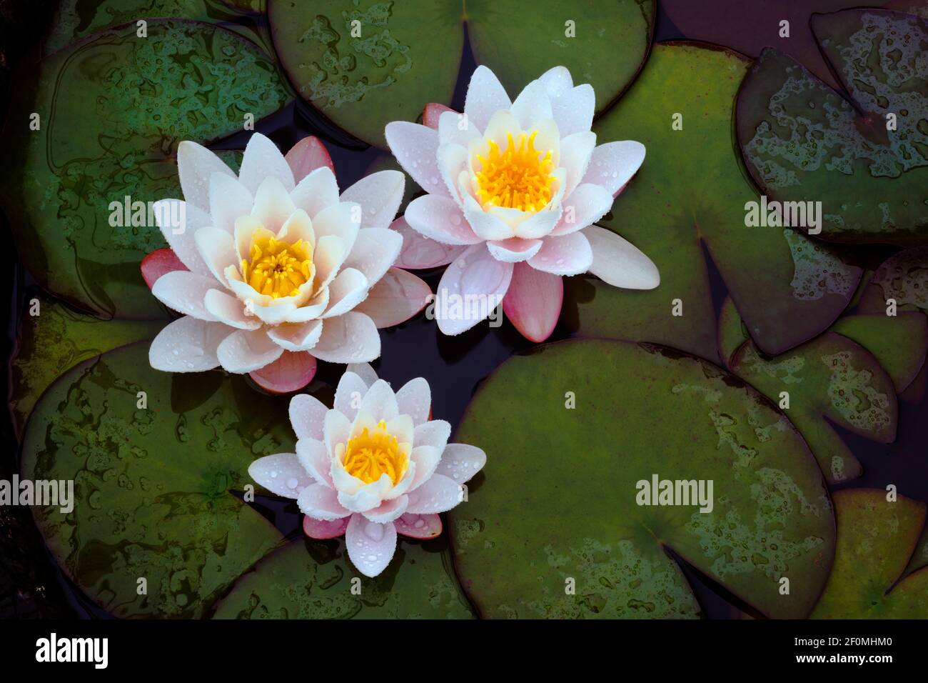 Nymphaea Marliacea Rosea, Water lily, pale pink flowers. Suitable for shallower ponds. This one is growing in a half barrel used as small garden pond. Stock Photo