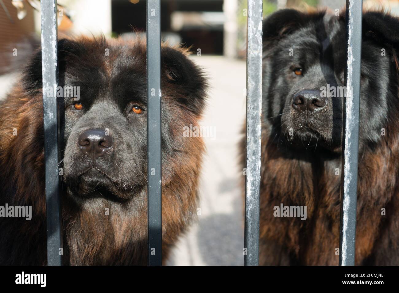 Chow Chow Dogs Purebred Dog Breed Metal Gate Stock Photo