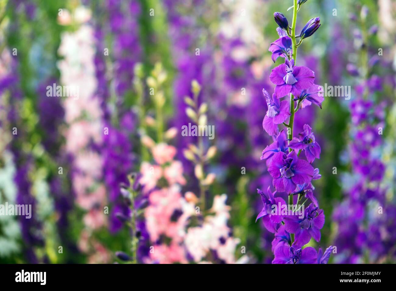 With field larkspur hi-res stock photography and images - Alamy