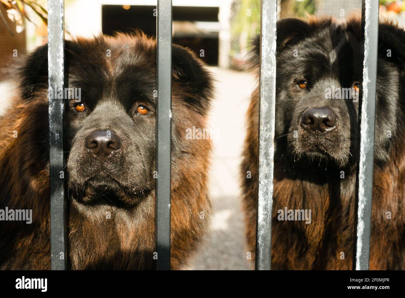 Chow Chow Dogs Purebred Dog Breed Metal Gate Stock Photo