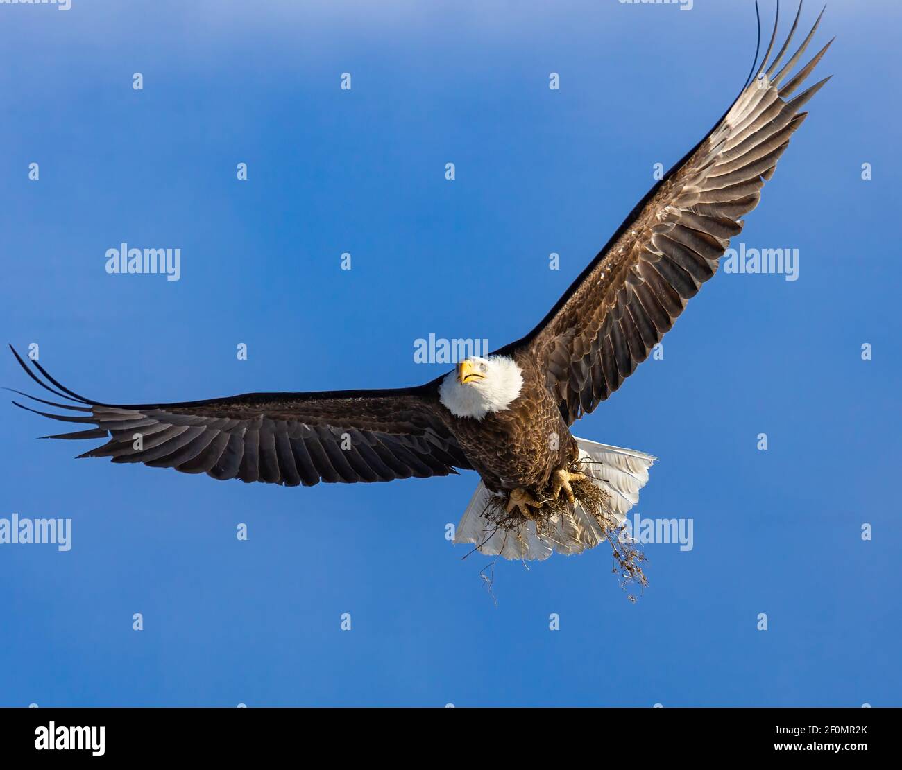 Adult Bald eagle in flight with nest bedding Stock Photo