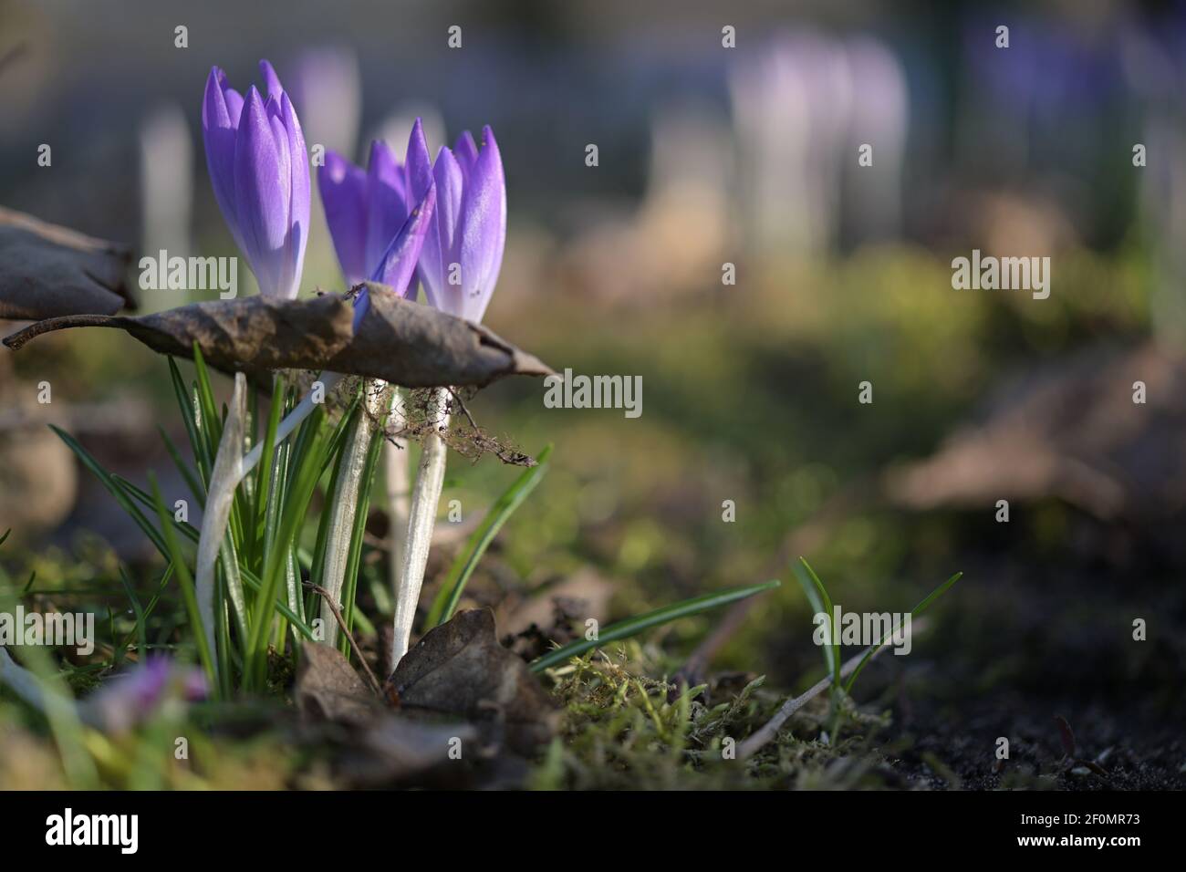 Purple blue crocus flowers growing through a dry leaf from the last year, metaphor for the power of nature overcoming old and creating new, copy space Stock Photo