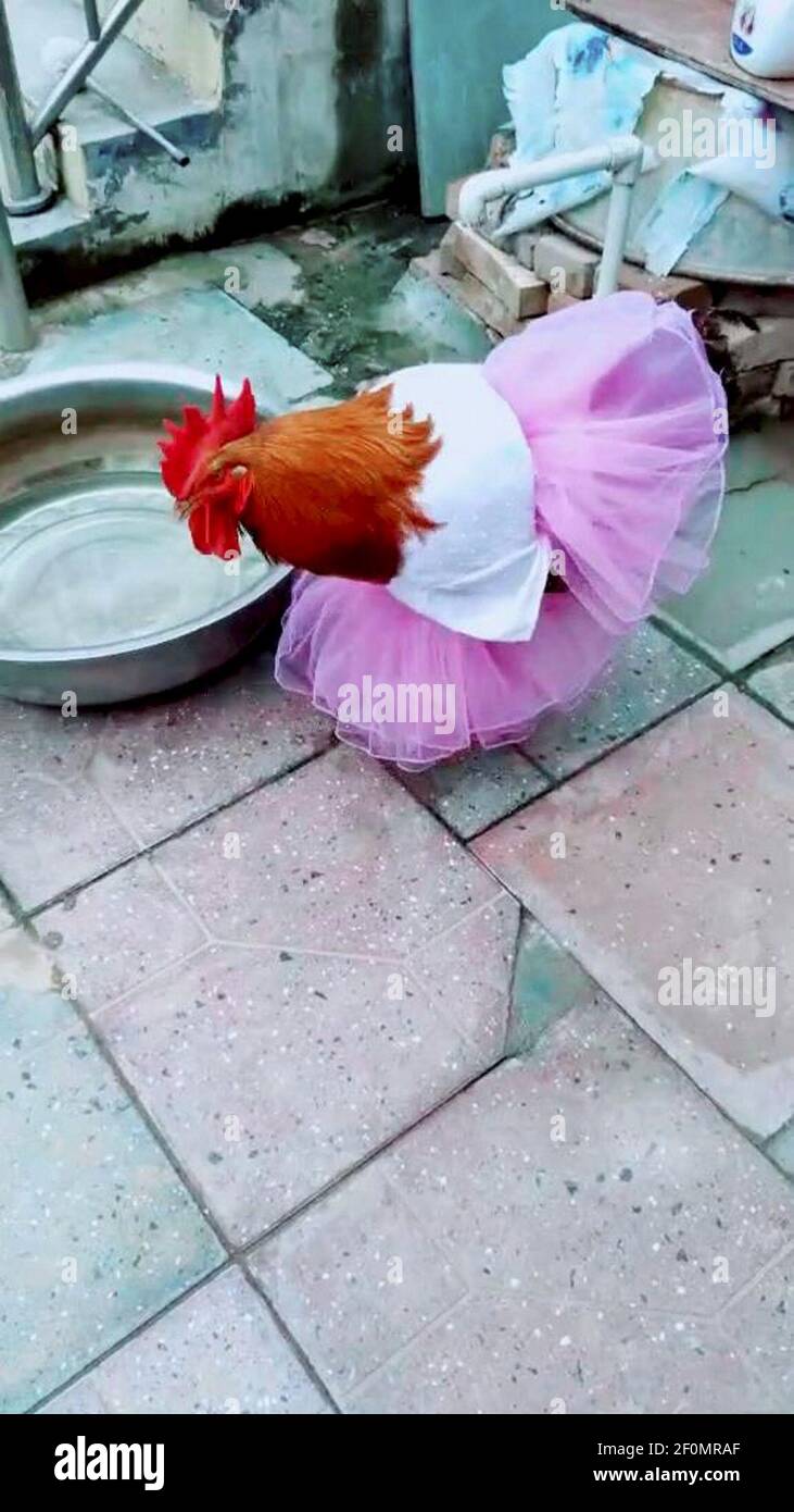 A cock dressed in clothes made by its owner Li Chuichui is seen in Puyang city, central China's Henan province. The owner of a cock Li Chuichui made various clothes for her cock in Puyang city, central China's Henan province. Netizens praised Li for tailored clothes she made. (Photo by Yi fang - Imaginechina/Sipa USA) Stock Photo