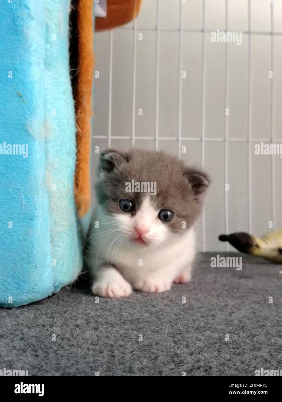 A group of photos released by Sinogene Biotechnology Company show the cloned kitten 'Garlic' born on July 21, which is the first successfully cloned cat in the country, in Beijing, China. Cat lovers who are devastated by the death of their beloved felines may soon be able to have their pets cloned, following the birth of China's first cloned kitten. The cloned kitten, named 'Garlic,' was born on July 21 and cloned at the laboratories of Sinogene Biotechnology Company in Beijing. The company started its experiment on cat cloning in August 2018, and Garlic, a British shorthair, was born 66 days  Stock Photo