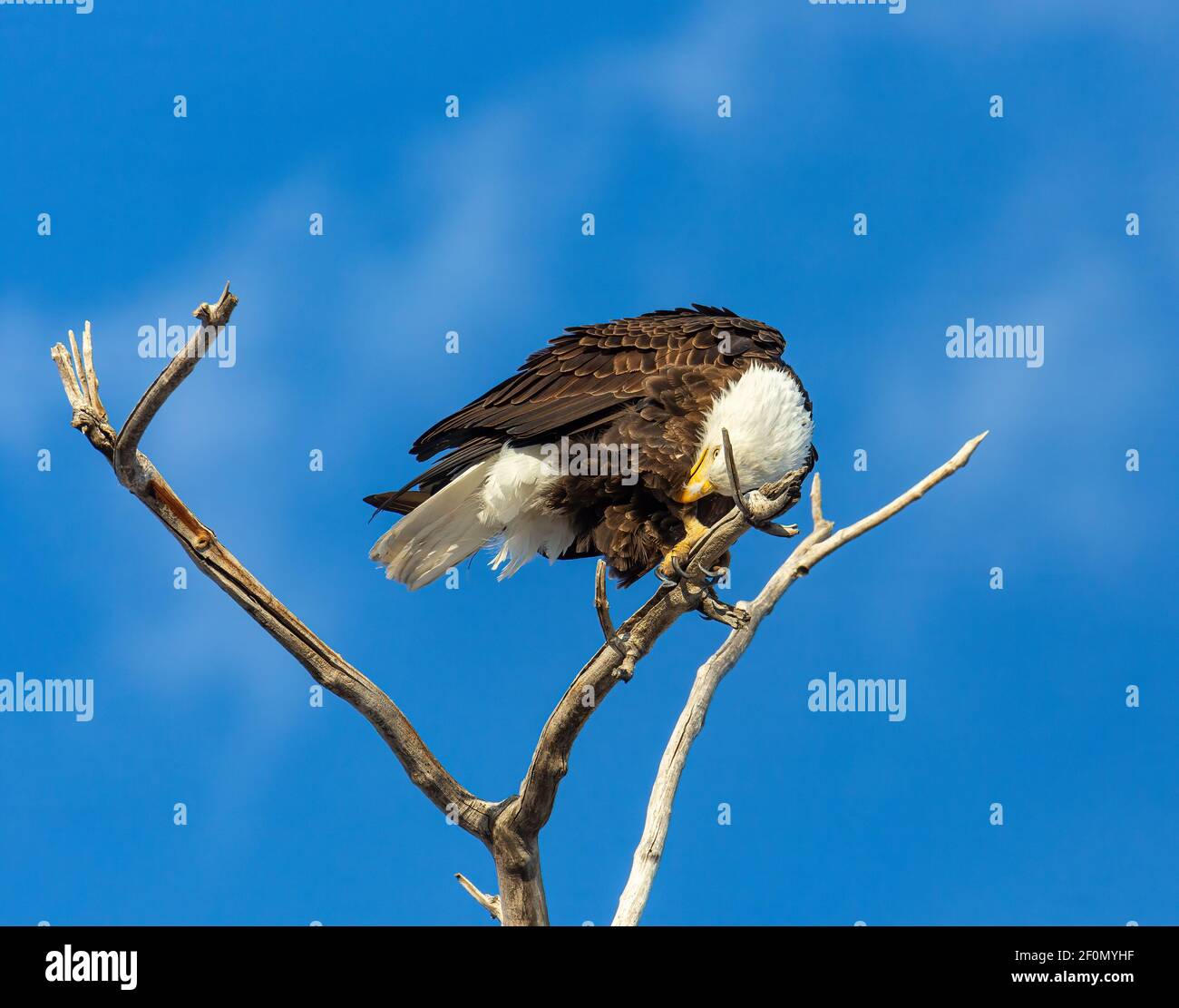 Bald eagle perched on tree branch preening Stock Photo - Alamy
