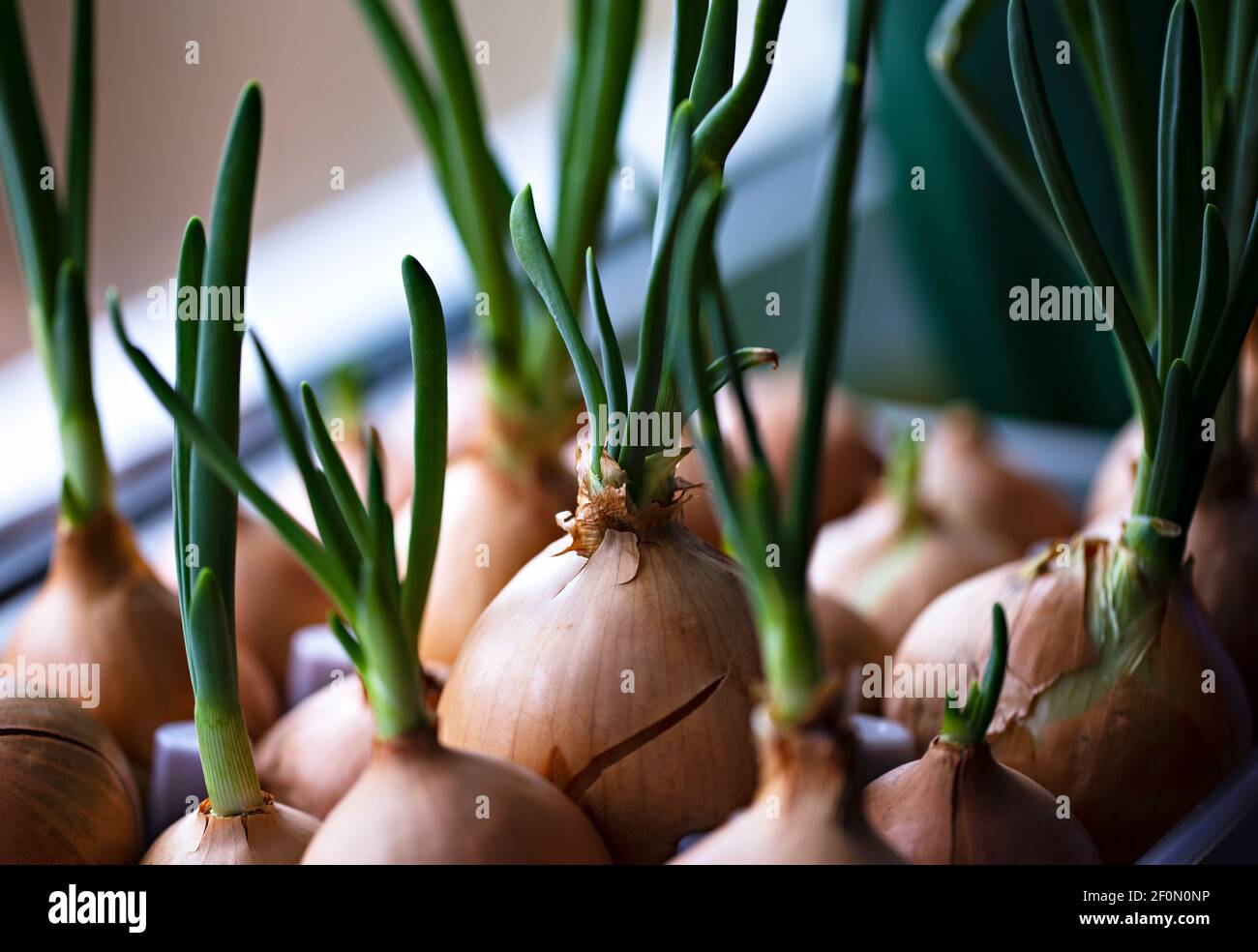 selective focus photo of green onions growing in tray. city farming