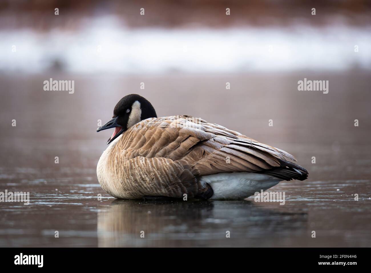 Goose Cold Canada goose resting hi-res stock photography and images - Alamy