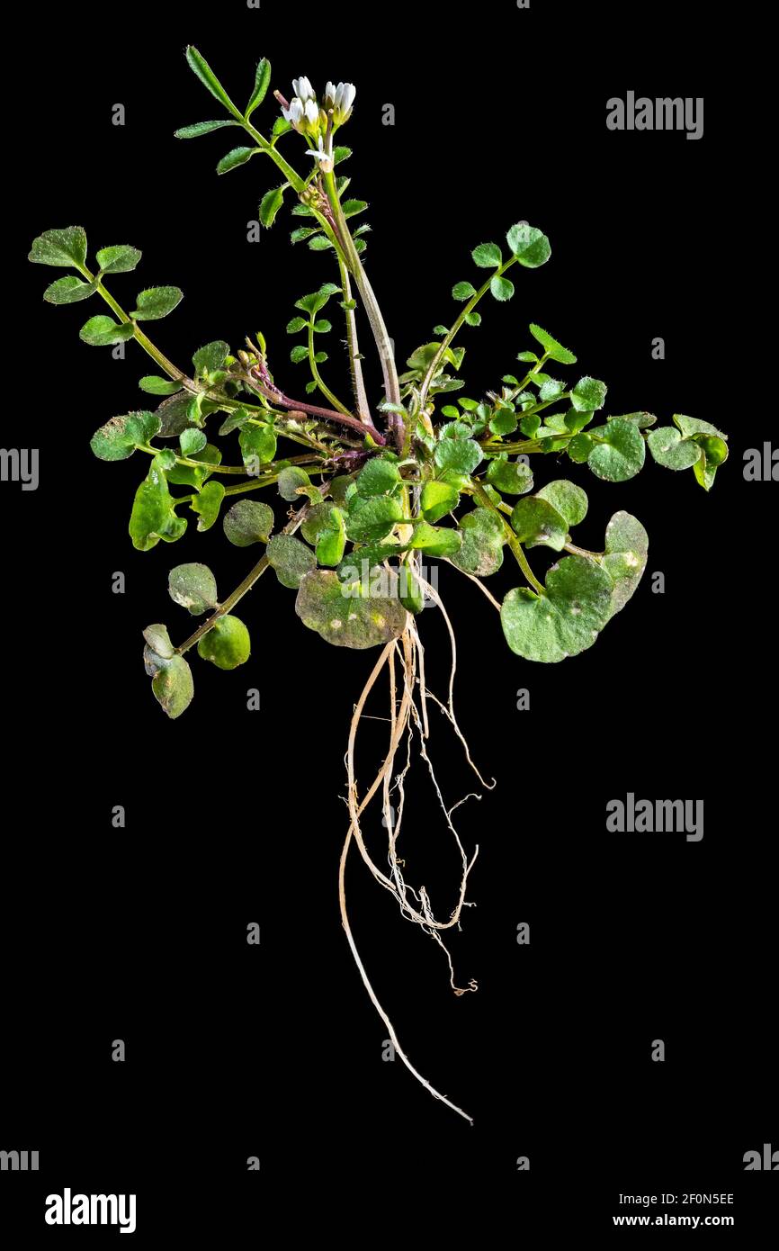 Whole plant of a hairy foam herb with leaves, flowers and roots