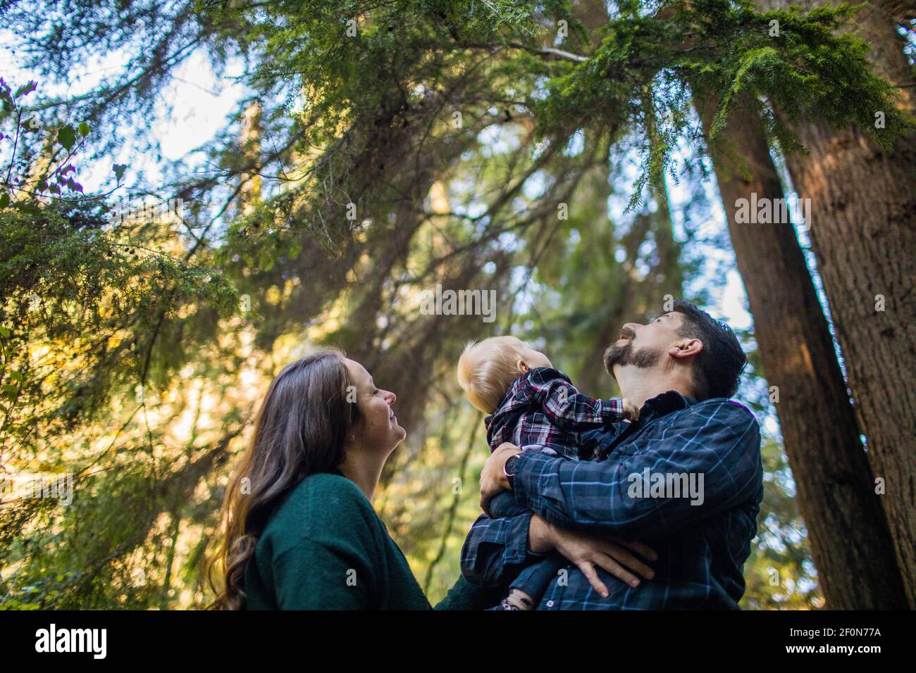 Mother, father, son enjoying nature, looking up into forest canopy. Stock Photo
