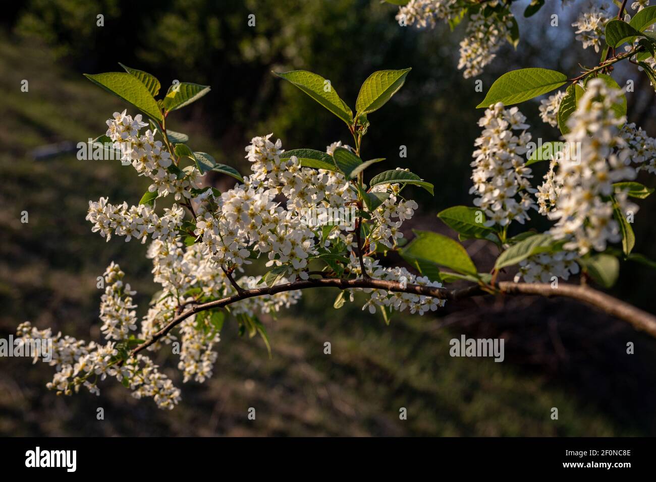 Delicate white clusters of flowers blooming bird-cherry tree in spring ...